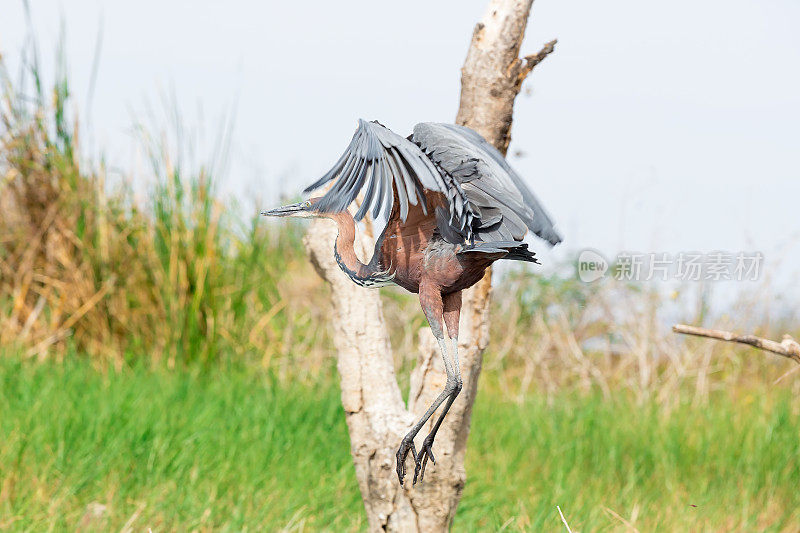 非洲飞镖(Anhinga rufa)